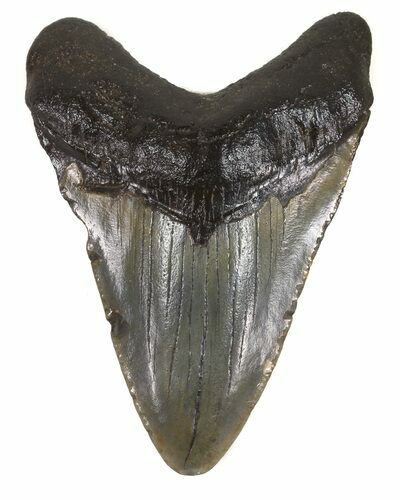 Juvenile Megalodon Tooth - South Carolina #48866